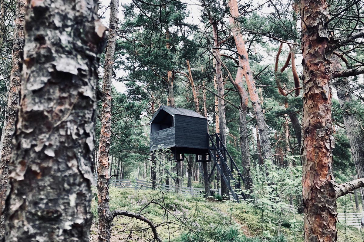 Black treehouse architecture in pine forrest near sea. Melnas mājas kokās arhitektūra priežu kāpā pie jūras